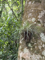 Tillandsia stricta
