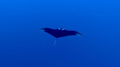 Mobula
