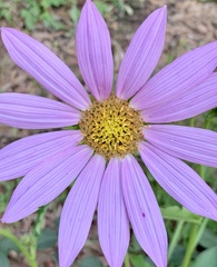 Iostephane heterophylla