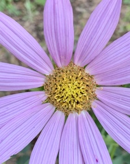 Iostephane heterophylla