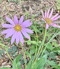 Iostephane heterophylla
