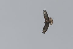 Buteo oreophilus