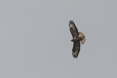 Buteo oreophilus