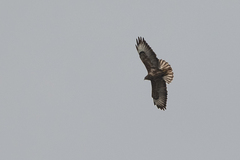 Buteo oreophilus