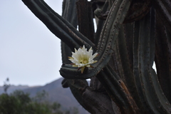 Trichocereus macrogonus
