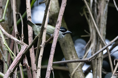 Pogoniulus bilineatus