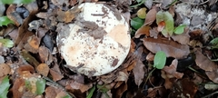 Russula delica