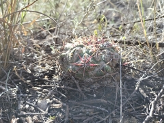 Thelocactus hexaedrophorus