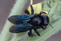Xylocopa violacea