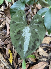 Dioscorea