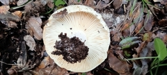 Russula delica