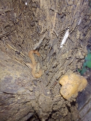 Caenoplana