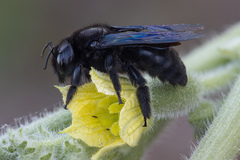 Xylocopa violacea