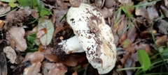 Russula delica