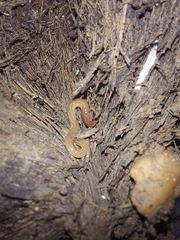 Caenoplana