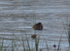 Tachybaptus ruficollis capensis