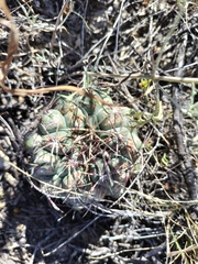 Thelocactus hexaedrophorus