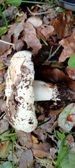 Russula delica