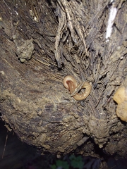 Caenoplana