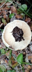 Russula delica