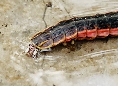 Photinus extensus