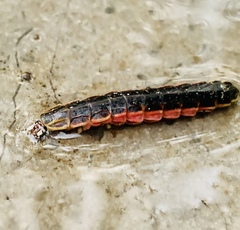 Photinus extensus