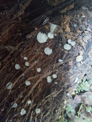 Gloiocephala