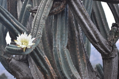Trichocereus macrogonus
