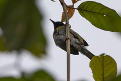 Apalis personata