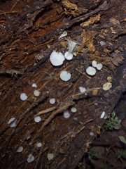Gloiocephala