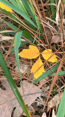 Toxicodendron pubescens