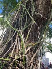 Selenicereus triangularis