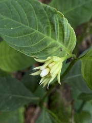 Rubiaceae
