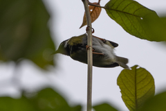 Apalis personata