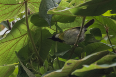 Apalis personata