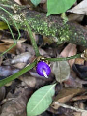 Rubiaceae