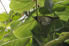 Apalis personata