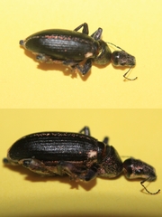 Brachyderes lusitanicus
