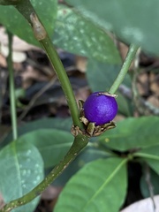 Rubiaceae