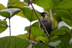 Apalis personata