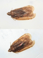 Cixidia lapponica