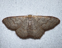Leptostales pannaria