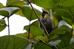 Apalis personata