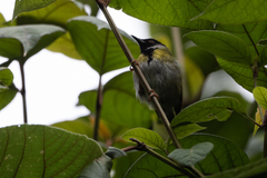 Apalis personata