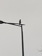 Corvus cornix
