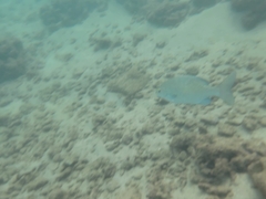 Kyphosus cinerascens