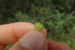 Valerianella locusta