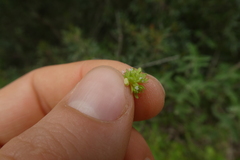 Valerianella locusta