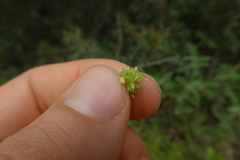 Valerianella locusta