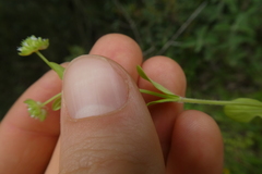 Valerianella locusta